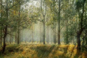 Biomo forest - największy i złożony biome